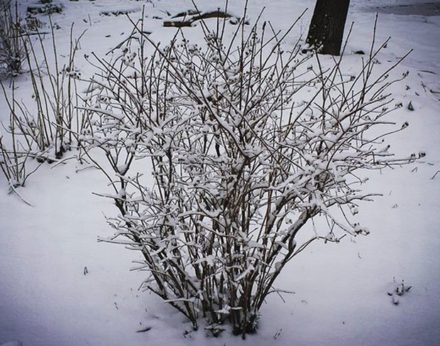 Зима возвращается: в выходные в Нижнем Новгороде ожидаются снегопады и заморозки