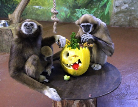 Всем по тыкве: обитатели нижегородского зоопарка отметили Хэллоуин