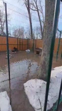 Вольер с волками затопило в балахнинском зоопарке - фото 1