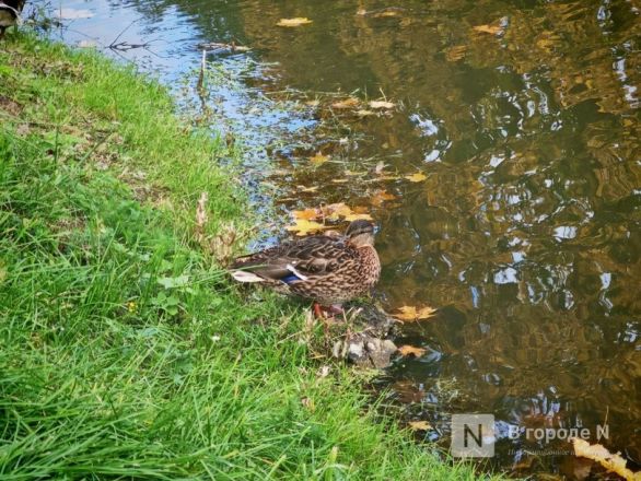 Та самая пушкинская осень: уютный фоторепортаж из Большого Болдина - фото 33