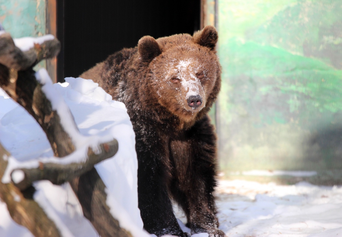 Бурые медведи Ляля и Балу вышли из спячки в нижегородском зоопарке - фото 1