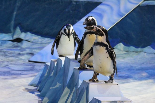 Пингвины на манеже: новогоднее шоу в нижегородском цирке - фото 23