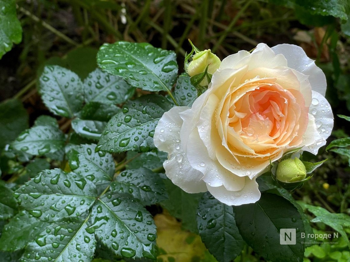 Ливни с грозами ожидаются в Нижегородской области 22-23 июля - фото 1