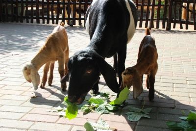Нубийские козлята вышли на свою первую прогулку в зоопарке &laquo;Лимпопо&raquo; (ФОТО) - фото 3