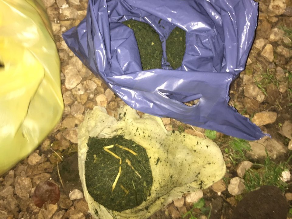 Почти 50 кустов конопли нашли полицейские у жителя Арзамаса - фото 1