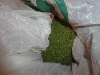 15 кустов конопли изъяли полицейские у кстовских наркодельцов (ФОТО) - фото 7