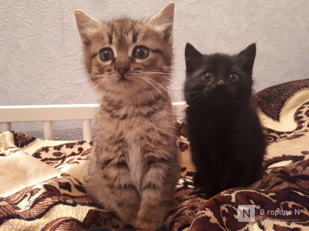 &laquo;Котодеревня&raquo; в нижегородском ТЦ попалась на нарушениях - фото 1