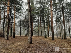 Деревья в парке «Швейцария» вылечат с помощью «искусственной коры»