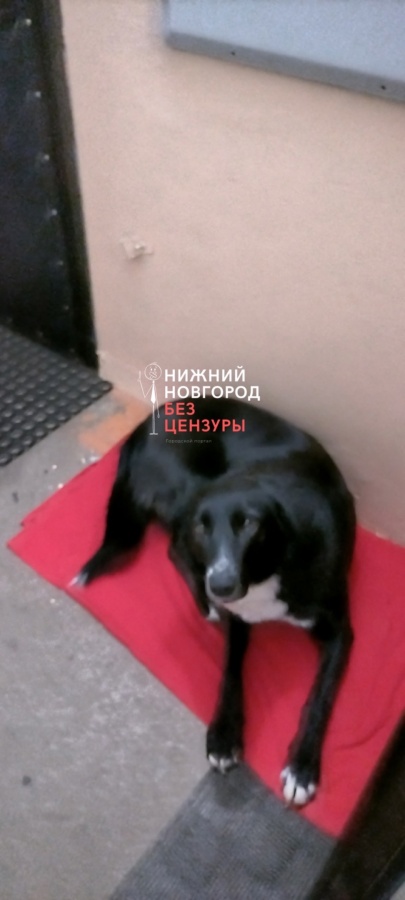 В Балахнинском округе отравили бездомную собаку - фото 1
