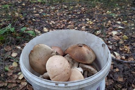 Три нарушения, за которые могут оштрафовать в лесу