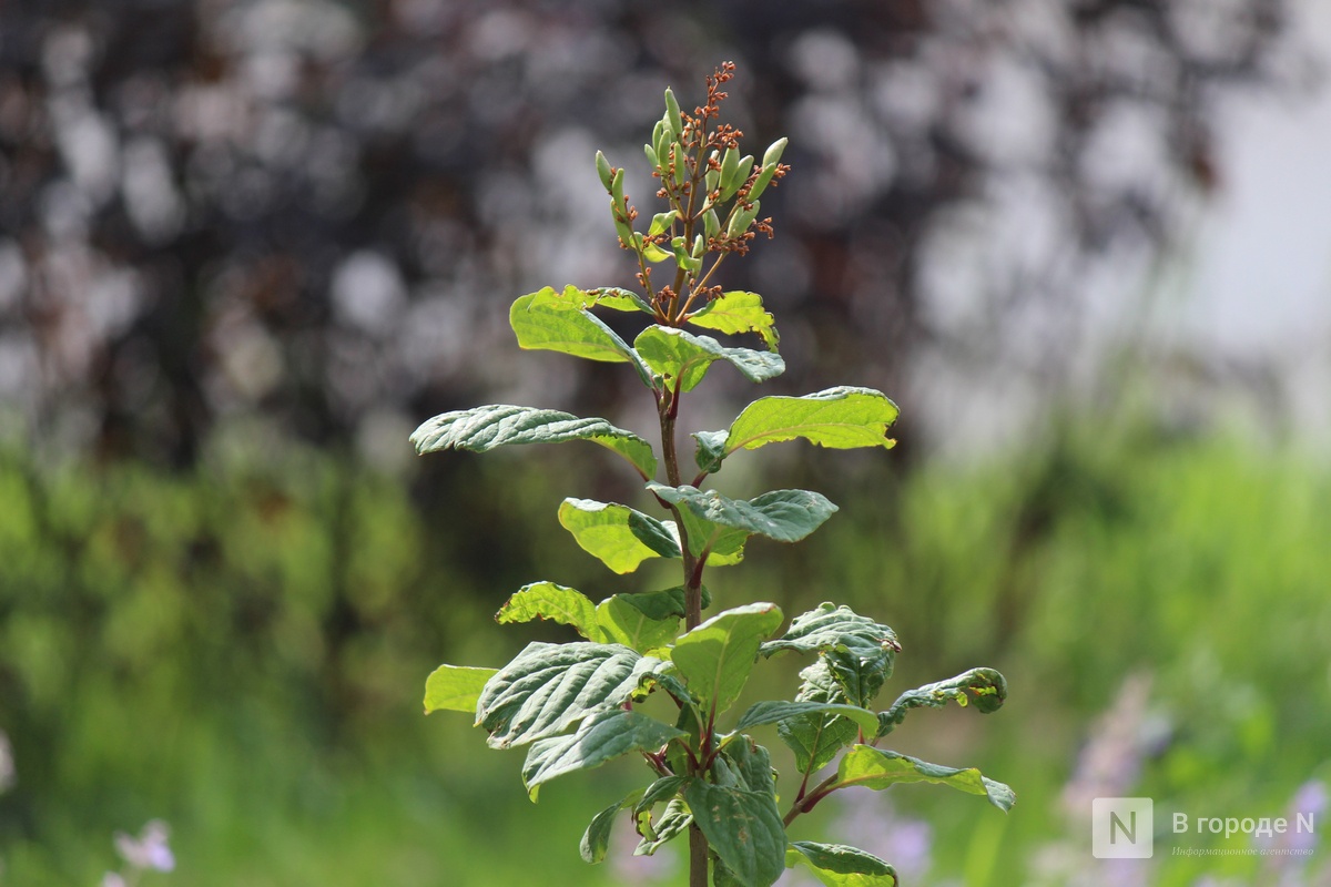 Благоустройство &ndash;  2025: смотрим, как меняются пространства в районах Нижнего Новгорода - фото 3