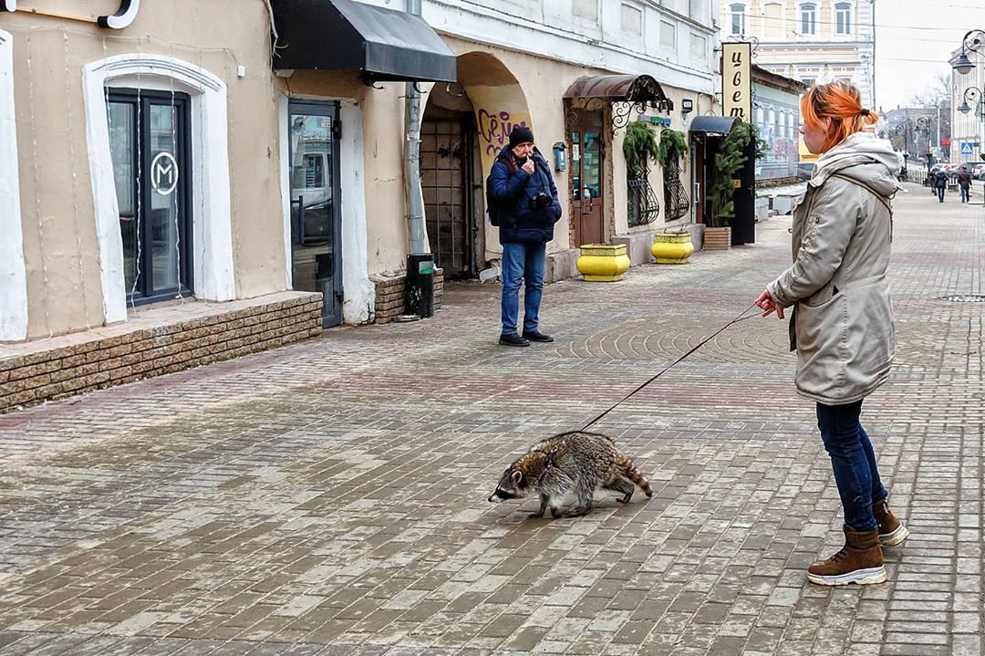 Рыбу выгулять картинка