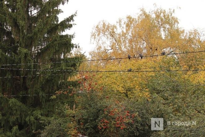 Фоторепортаж: золотая осень в Нижнем Новгороде - фото 73