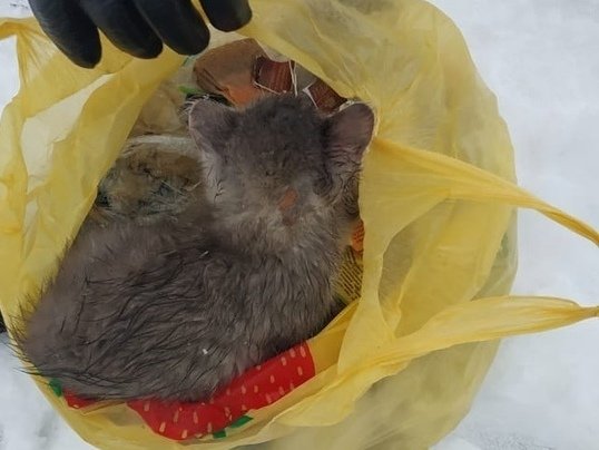 Соцсети: котенка выкинули в мусорку в Нижнем Новгороде