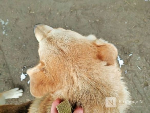Карантин по бешенству ввели в нижегородской деревне - фото 1