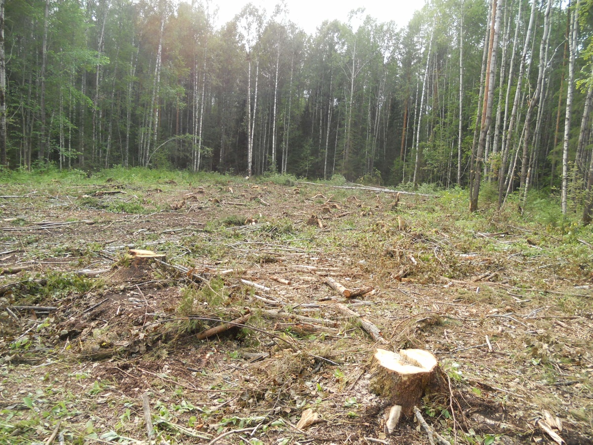 Житель Тонкинского района незаконно нарубил деревьев на 130 тысяч рублей - фото 1