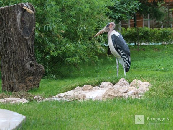 Уникальный вольер для марабу построили в нижегородском зоопарке - фото 20