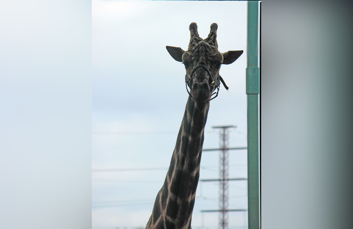 Еще один жираф поселился в нижегородском зоопарке - фото 1
