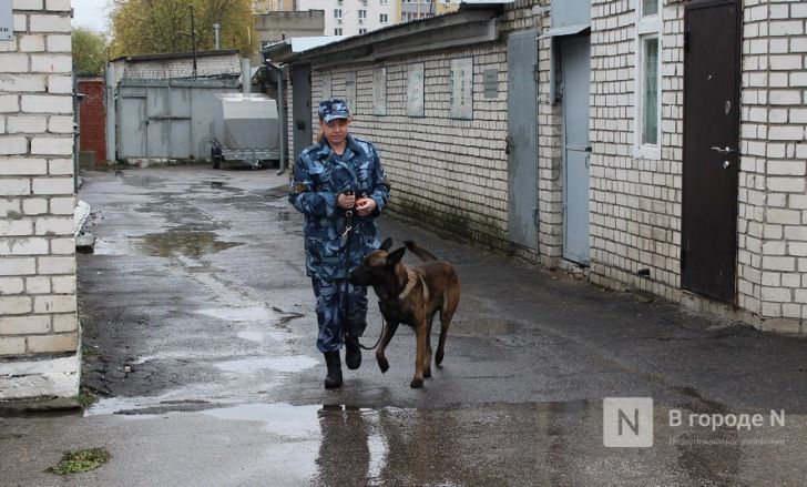 Четвероногие коллеги: как проходят будни нижегородских служебных собак - фото 45