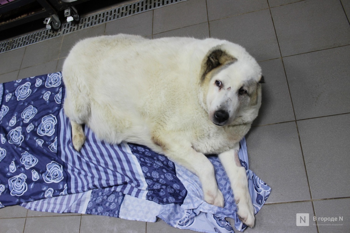 Нижегородский пес-толстяк Кругетс сбросил более 40 кг
