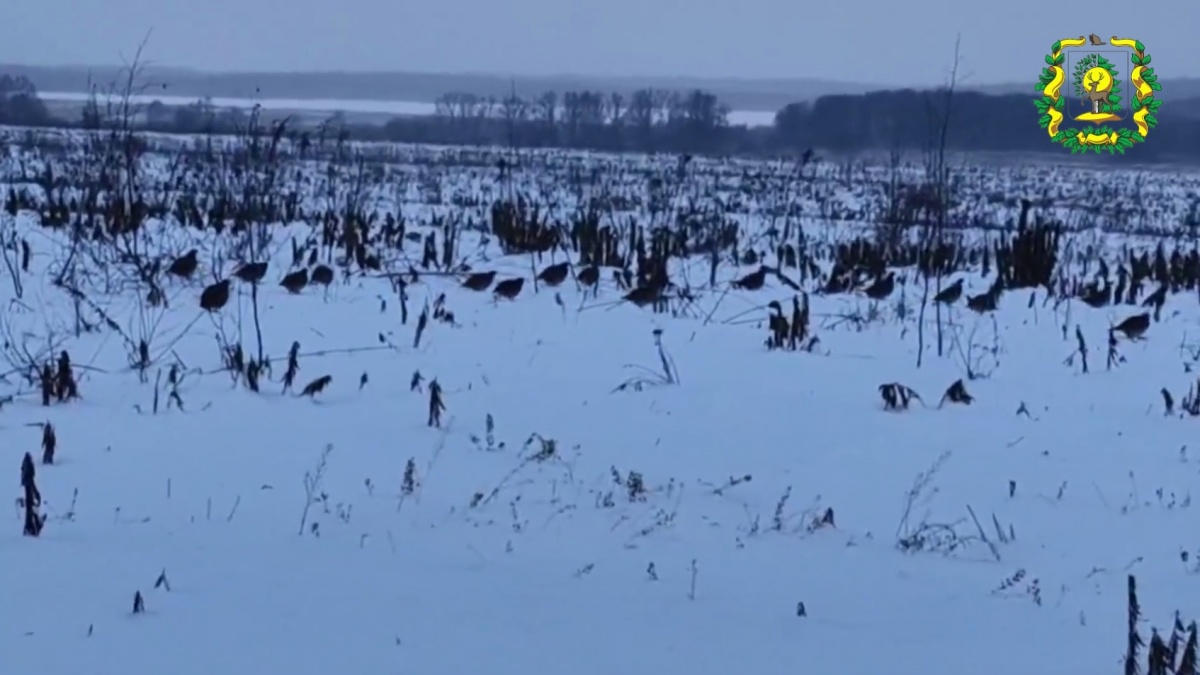 Стаю серых куропаток заметили в Нижегородской области - фото 1