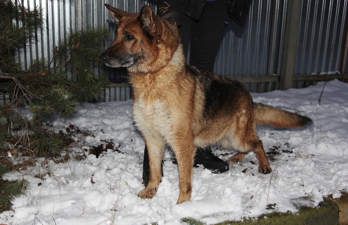 Нижегородцы приютили 11 полицейских собак меньше чем за сутки - фото 1
