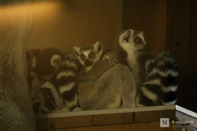 Детки в объективе: показываем милых малышей, которые родились в нижегородском зоопарке «Лимпопо» - фото 36