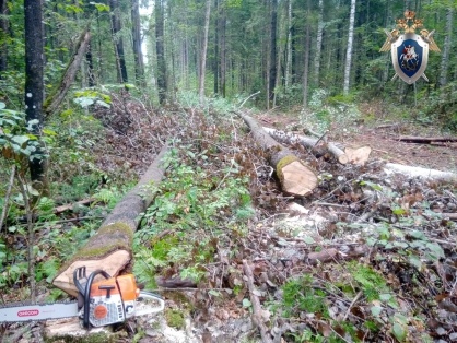 Дерево обрушилось на рабочего в лесничестве Шахунского района - фото 1