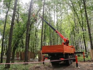 Более 1 600 деревьев посадят в парке «Швейцария» взамен аварийных