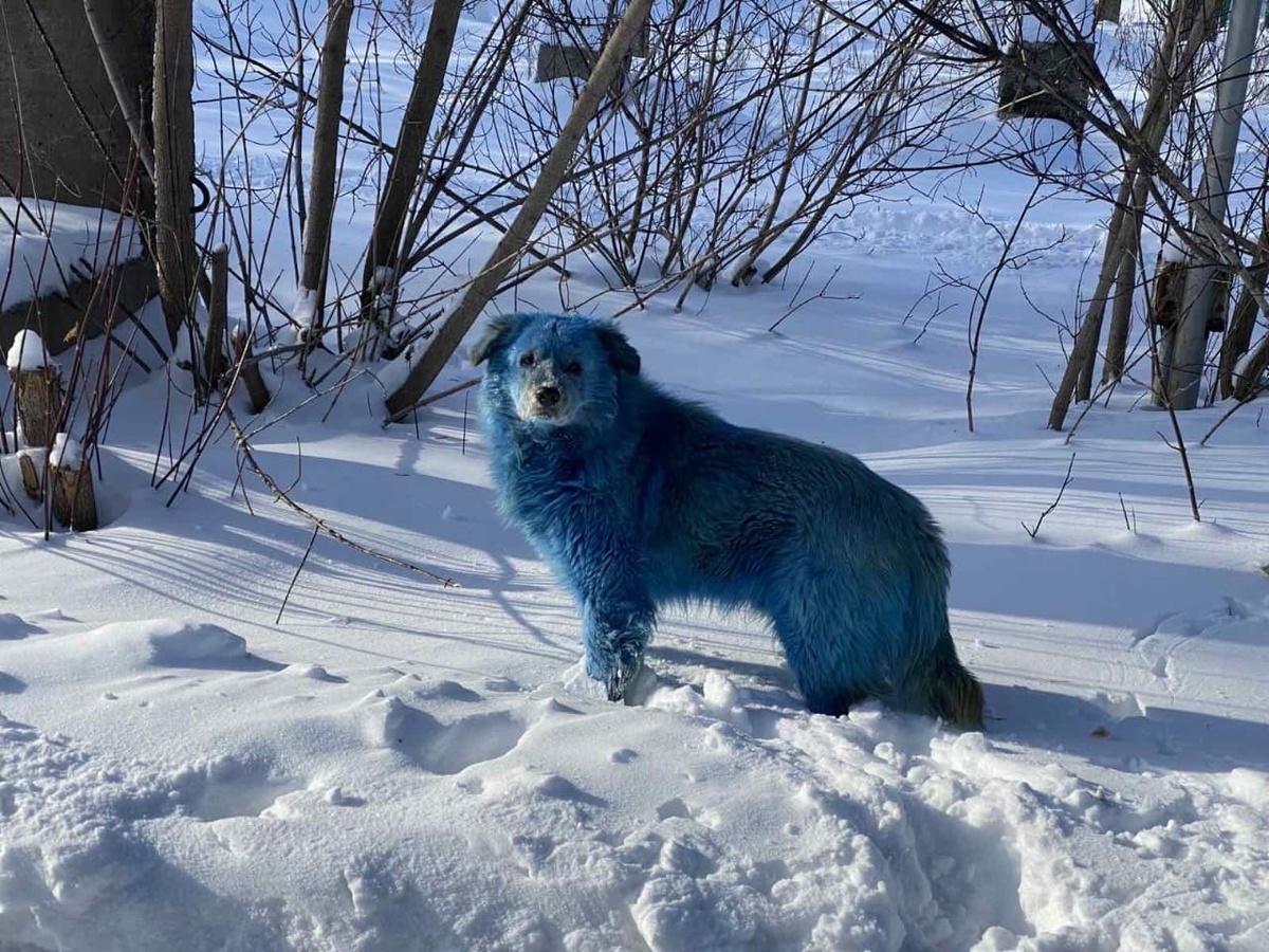 Росприроднадзор не нашел вещество, окрасившее собак на «Дзержинском Оргстекле»