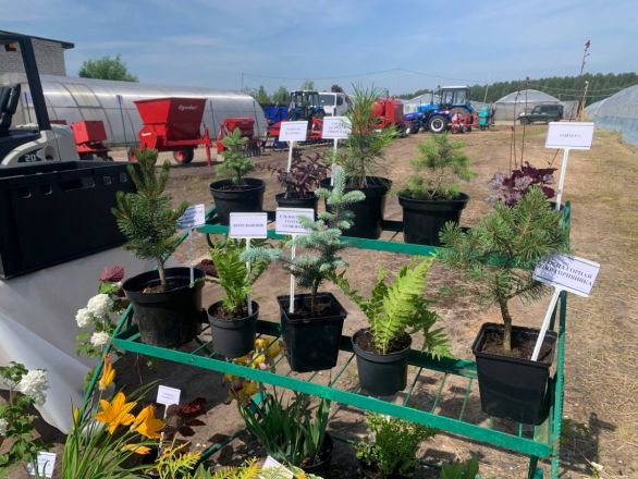 Нижегородские депутаты изучили в Семенове процесс восстановления лесов - фото 6