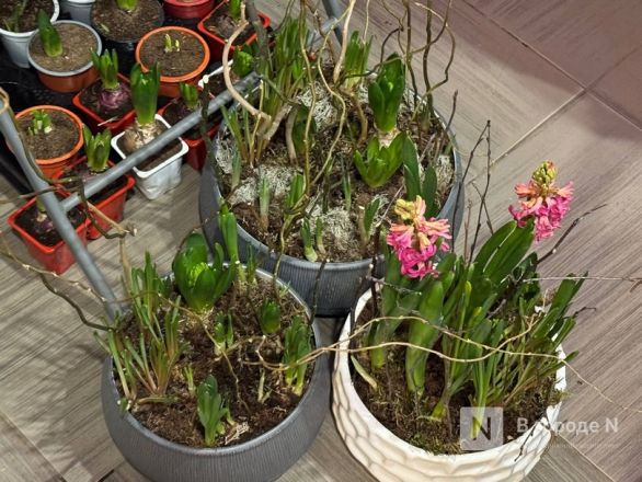 Мужчины, готовьтесь. Рассказываем, сколько стоят цветы к 8 марта в Нижнем Новгороде - фото 36