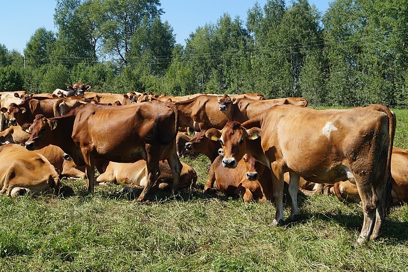 Половину затрат смогут компенсировать нижегородские животноводы в рамках борьбы с лейкозом скота