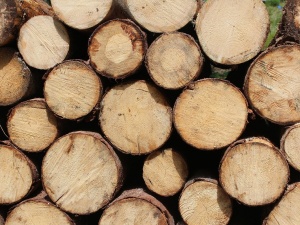 Нижегородские лесхозы начнут продавать древесину на международной Товарно-сырьевой бирже