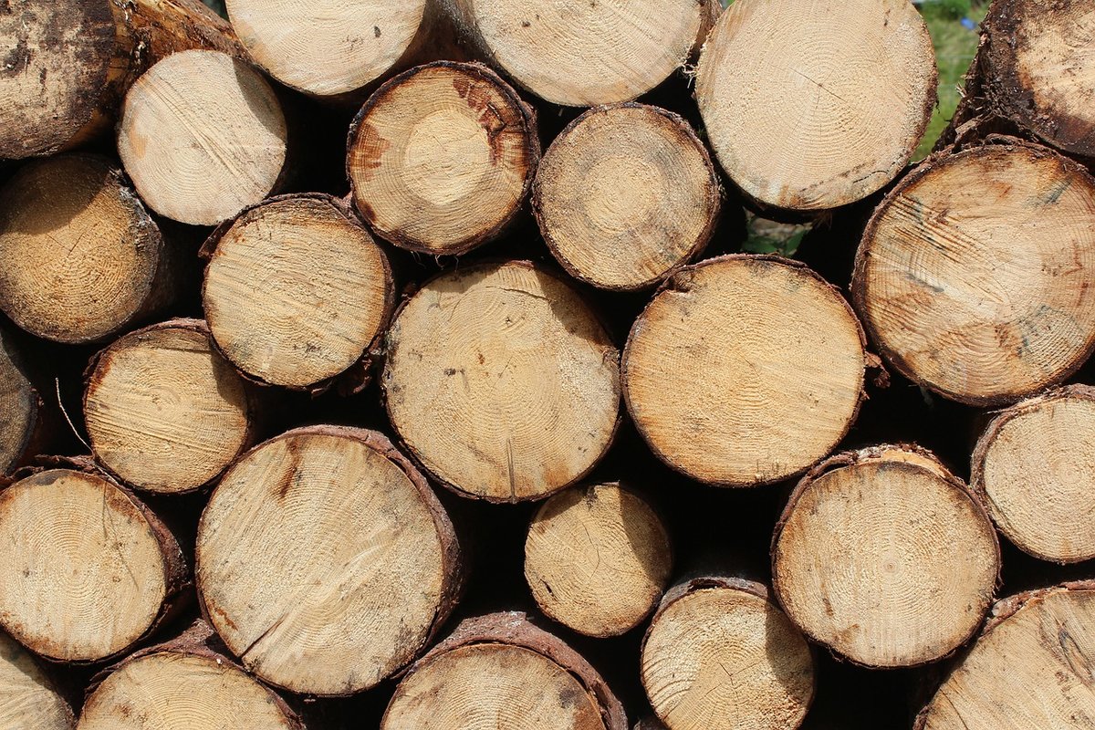 Нижегородские лесхозы начнут продавать древесину на международной Товарно-сырьевой бирже - фото 1