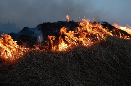 Площадь пожаров из-за сухостоя повысилась в Нижегородской области почти в 25 раз в 2019 году
