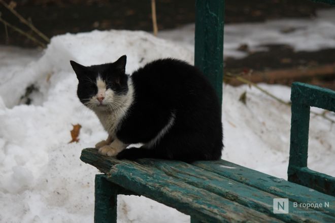 Самые снежные и морозные зимы в Нижнем Новгороде: какими они были - фото 27