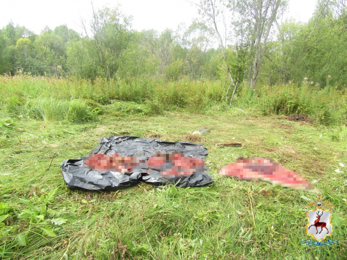 Застрелившего двух лосей нижегородца поймали на месте преступления  - фото 1