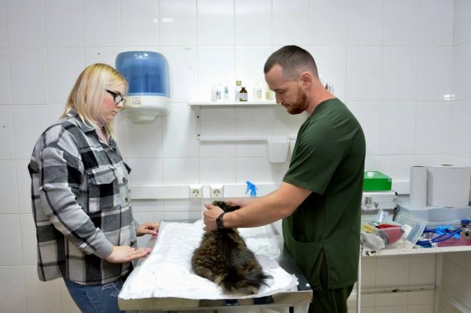 Нижегородские ветеринары окажут более 100 бесплатных услуг животным - фото 3