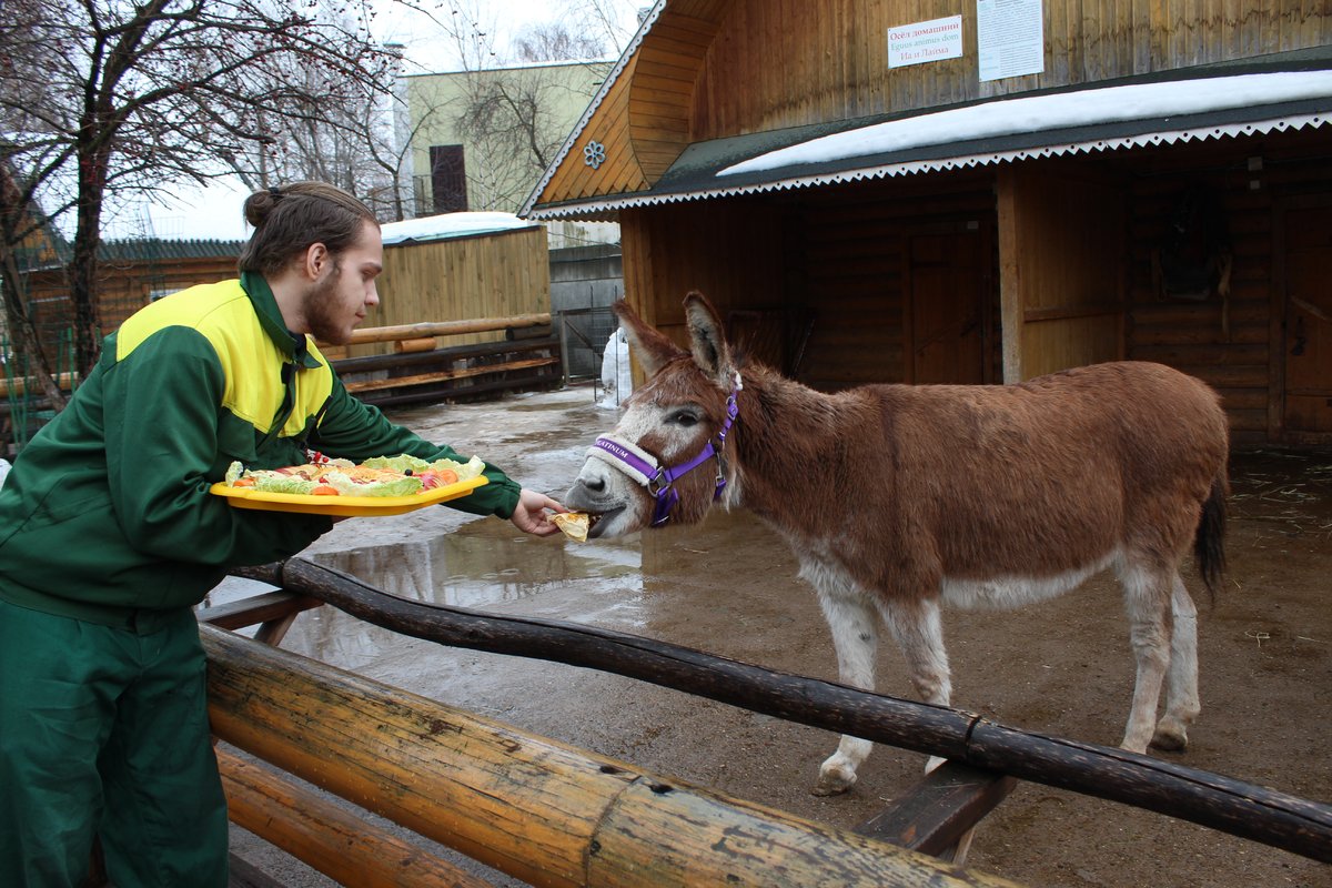 Звериная Масленица: обитателей нижегородского зоопарка угостили блинами - фото 1