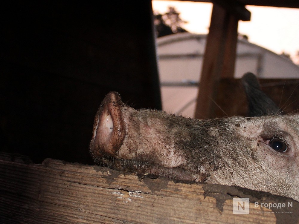 Двое рабочих погибли на свинокомплексе в Сергачском районе
