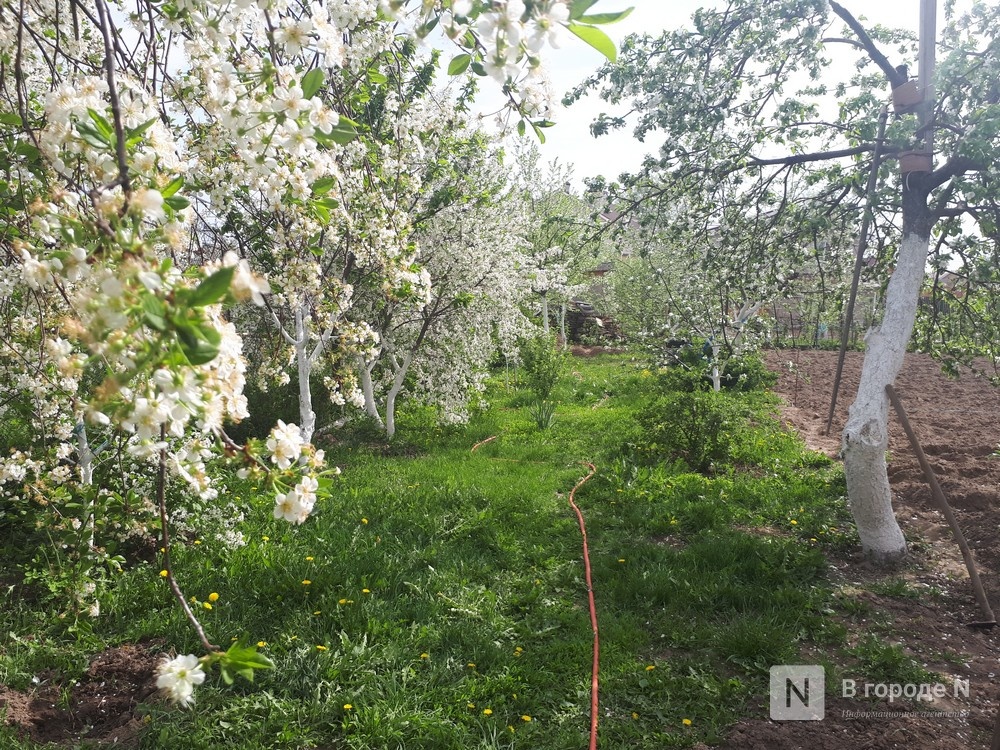 Еще более 100 га садов планируется высадить в Нижегородской области