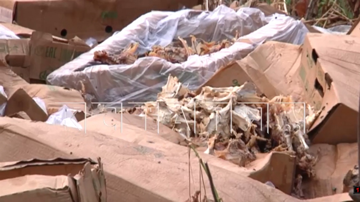 Протухшие куриные потроха свалили в двух дворах в Нижнем Новгороде - фото 1