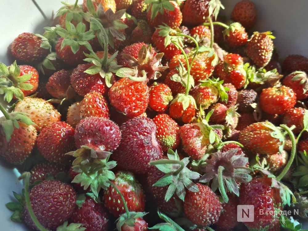 Нижегородцам рассказали, где искать дикие ягоды - фото 1