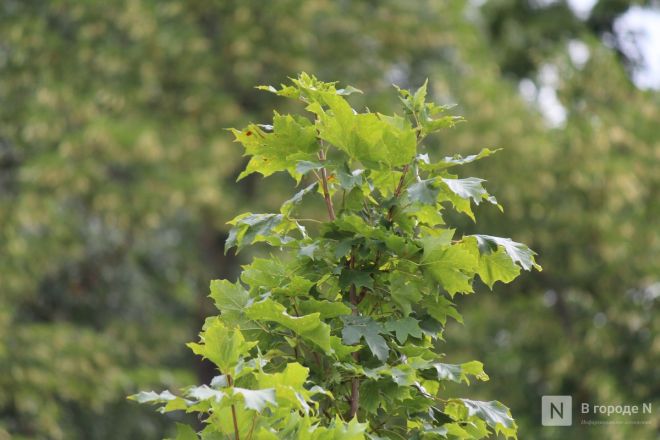 Теннисные столы и велодорожка появились на улице Веденяпина в Нижнем Новгороде - фото 33