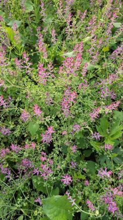 Дымянка удивила переехавшую в Нижегородскую область канадскую семью - фото 2