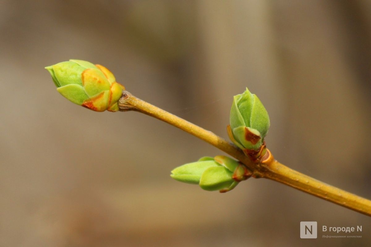 Опубликован прогноз погоды в Нижнем Новгороде на вторую половину апреля - фото 1