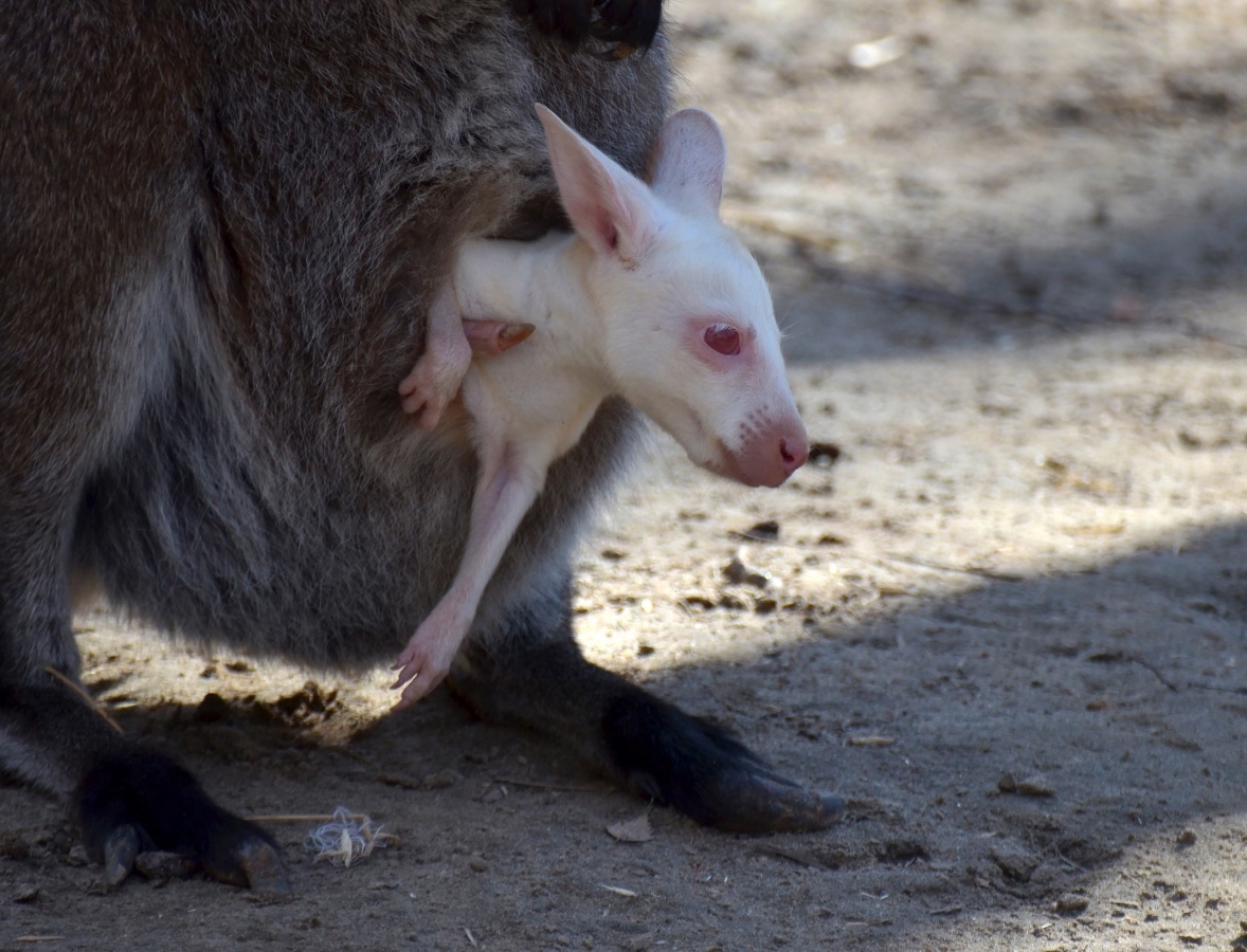 Кенгуренок-альбинос появился в нижегородском зоопарке &laquo;Лимпопо&raquo; - фото 1