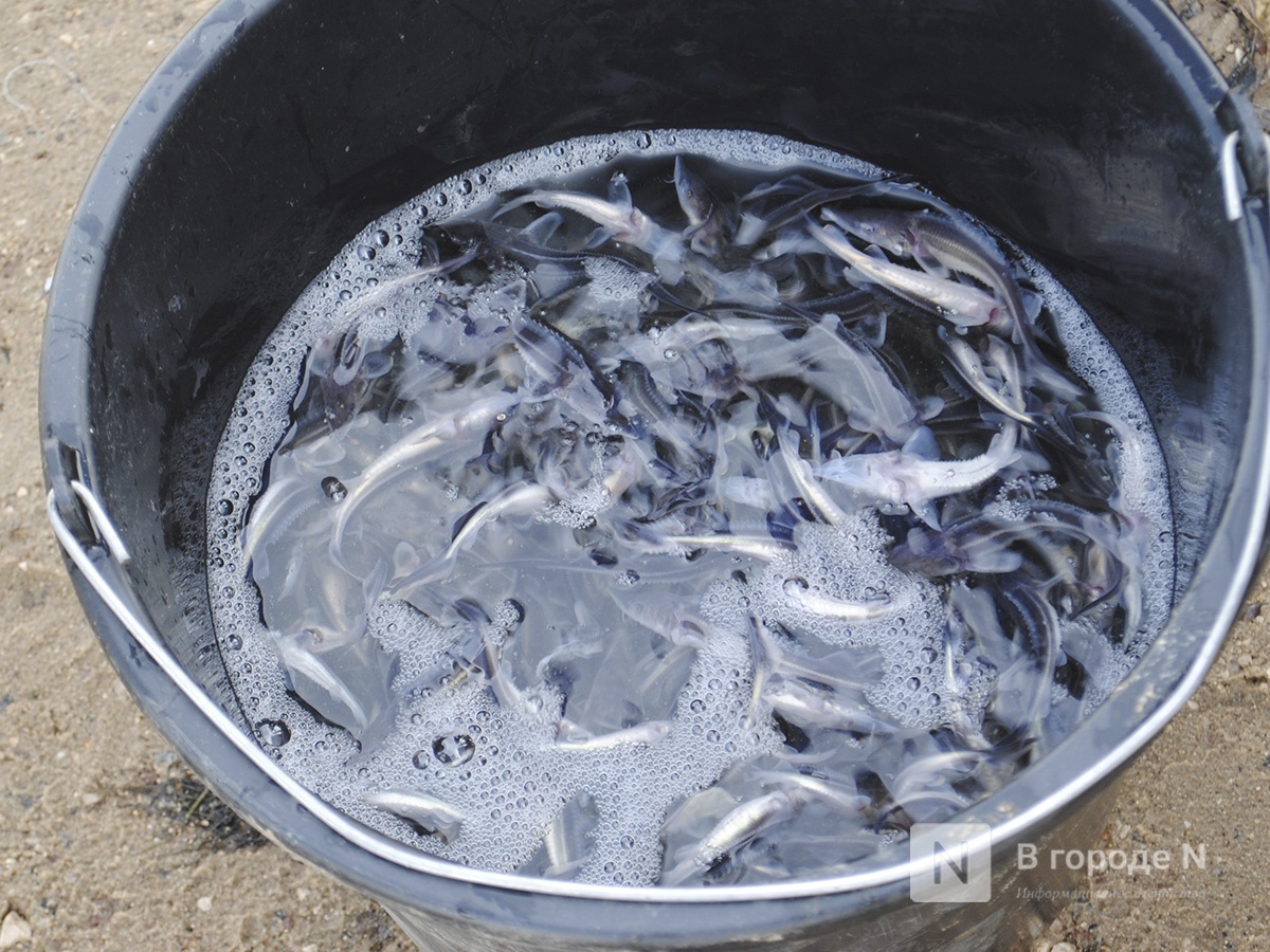 Более 200 браконьерских сетей изъято из водоем Нижегородской области - фото 1
