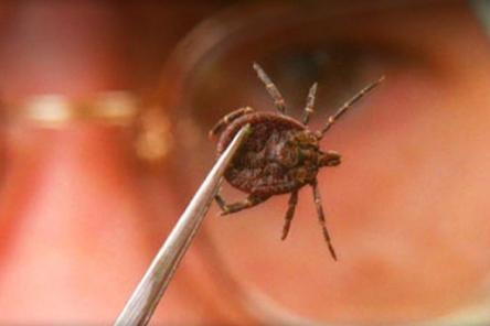 Борьба с клещами народными методами